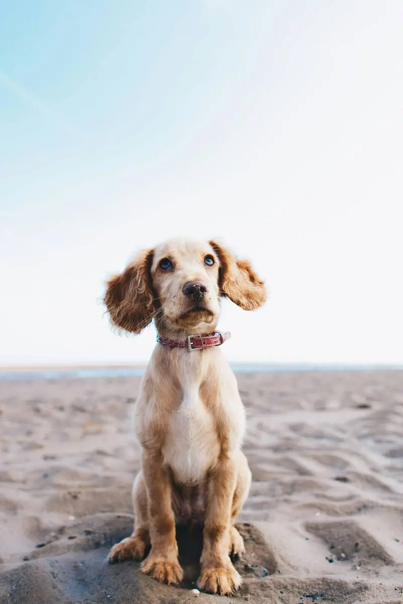 Cachorro en la playa